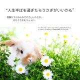 “人生半ばを過ぎたらうさぎがいいかも”