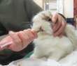 画像4: うさぎ 冬虫夏草配合サプリ10g 粉剤 健康 高齢 元気 本気で健康を考える子のために 高齢の子の体調管理に ぬるま湯に溶かして飲ませます (4)