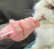 画像4: うさぎ アガリクス配合サプリ10g 粉剤 健康 高齢 元気 ぬるま湯で溶いて飲ませるサプリです (4)
