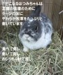 画像3: うさぎファンクラブ やわらか牧草200g チモシー2番刈 (3)