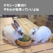 画像8: うさぎファンクラブ やわらか牧草200g チモシー2番刈 (8)