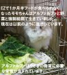 画像4: うさぎ アルファルファ牧草400g おいしい うさぎ大好き 栄養豊富 (4)