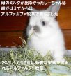 画像2: うさぎ アルファルファ牧草400g おいしい うさぎ大好き 栄養豊富 (2)