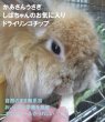 画像3: うさぎファンクラブ りんごドライチップ50g 青森りんご 健康おやつ すごくおいしい うさぎ大好き (3)