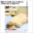 画像4: うさぎファンクラブ うさぎビタミンタブレット10g かぜに注意 (4)