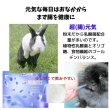 画像3: うさぎファンクラブ 濃い粉末乳酸菌サプリメント 超(腸)元気10g+注入シリンジ10本セット 飲ませる健康剤 (3)