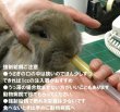 画像3: うさぎファンクラブ 強制給餌 粉末フード60g 繊維質と乳酸菌強化 水に溶いて給餌用注入シリンジで飲ませます 高栄養 高カロリー 易消化 うさぎさんの栄養補給に (3)