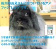 画像3: うさぎ 植物性グルコサミンパウダー10g (3)