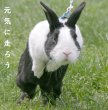 画像2: うさぎ 植物性グルコサミンパウダー10g (2)