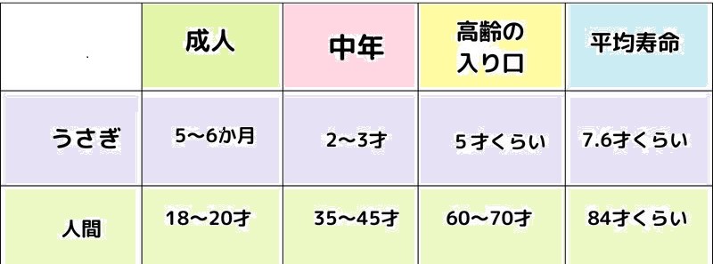 うさぎの年齢と人間の年齢