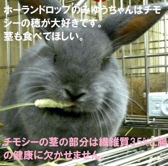 【高繊維質・低たんぱく質な食事】