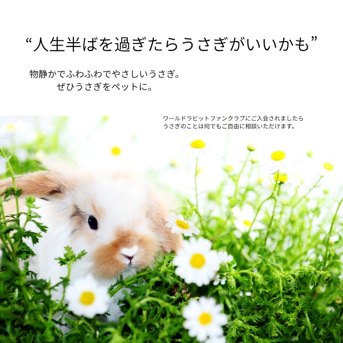 “人生半ばを過ぎたらうさぎがいいかも”